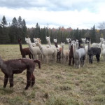 alpacas