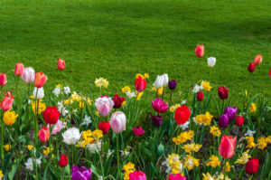 The Lawn Looks Lenten, But Easter Will Come